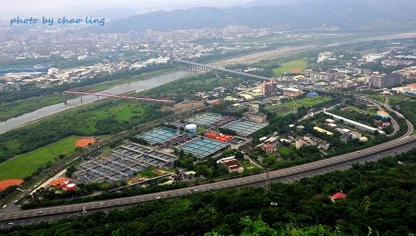 樹林.三峽尋桐-12.JPG - 2016夏之豔陽