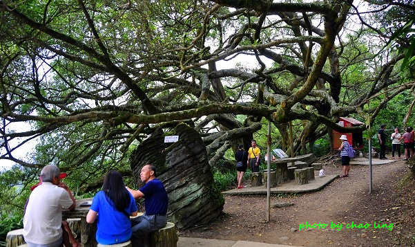 樹林.三峽尋桐-30.JPG - 2016夏之豔陽