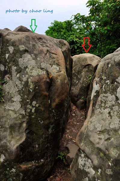 樹林.三峽尋桐-8.JPG - 2016夏之豔陽