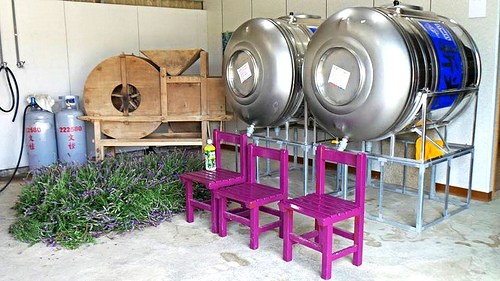 葛瑞絲香草田：【苗栗景點】7000坪薰衣草~葛瑞絲香草田