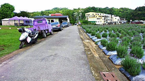 葛瑞絲香草田：【苗栗景點】7000坪薰衣草~葛瑞絲香草田