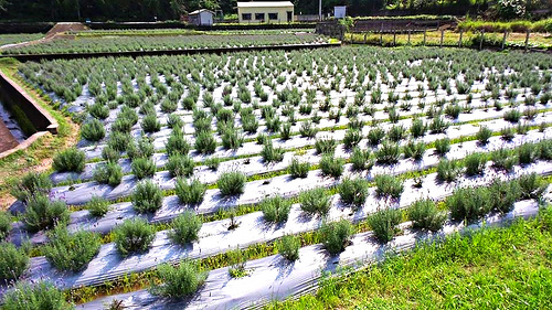 葛瑞絲香草田：【苗栗景點】7000坪薰衣草~葛瑞絲香草田