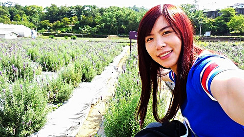葛瑞絲香草田：【苗栗景點】7000坪薰衣草~葛瑞絲香草田