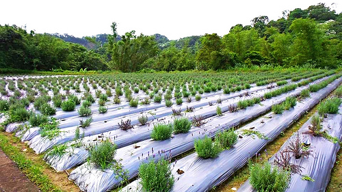 葛瑞絲香草田：【苗栗景點】7000坪薰衣草~葛瑞絲香草田