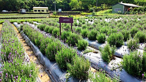 葛瑞絲香草田：【苗栗景點】7000坪薰衣草~葛瑞絲香草田