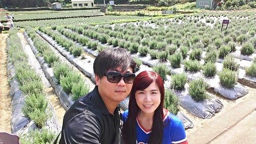 葛瑞絲香草田：【苗栗景點】7000坪薰衣草~葛瑞絲香草田