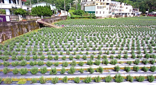 葛瑞絲香草田：【苗栗景點】7000坪薰衣草~葛瑞絲香草田