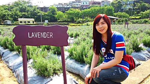 葛瑞絲香草田：【苗栗景點】7000坪薰衣草~葛瑞絲香草田