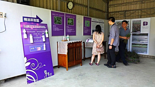 葛瑞絲香草田：【苗栗景點】7000坪薰衣草~葛瑞絲香草田