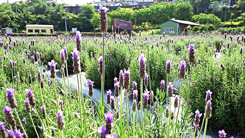 葛瑞絲香草田：【苗栗景點】7000坪薰衣草~葛瑞絲香草田