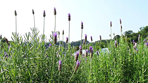 葛瑞絲香草田：【苗栗景點】7000坪薰衣草~葛瑞絲香草田