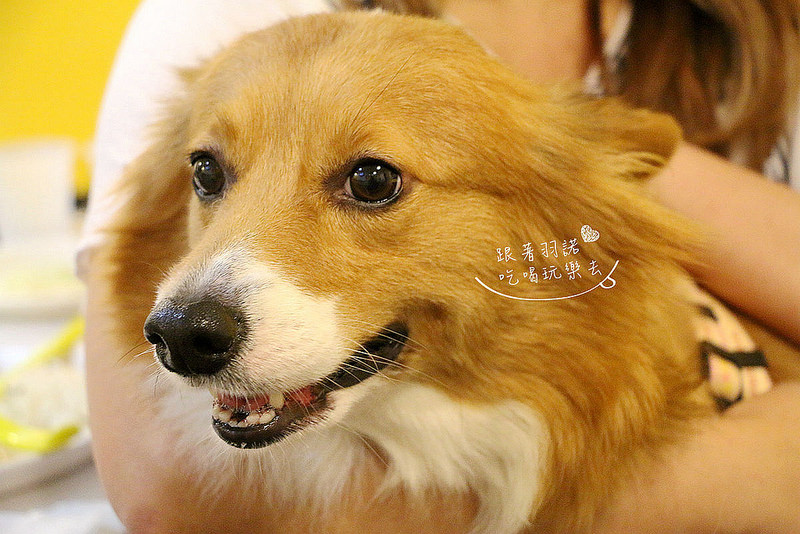 烤食煮盒-烤的料理便當136