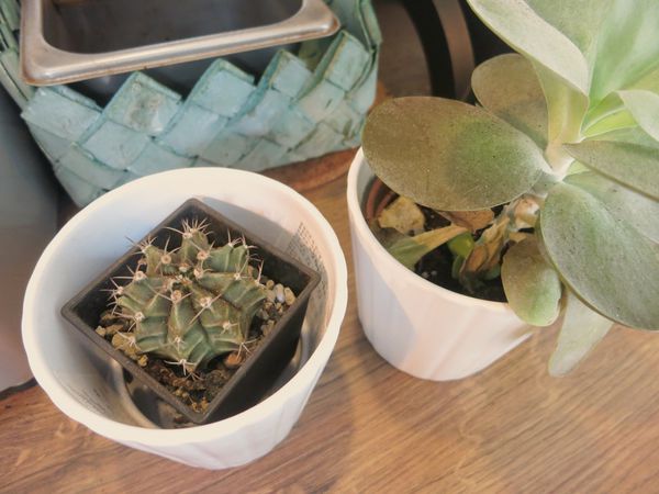 Photo 5-19-16, 4 20 21 PM