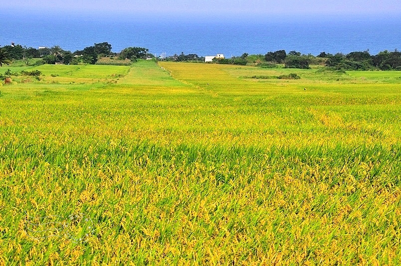 台東長濱金剛大道
