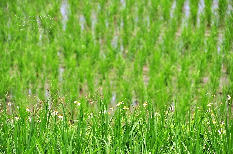 台東長濱金剛大道