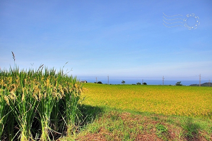 台東長濱金剛山稻田