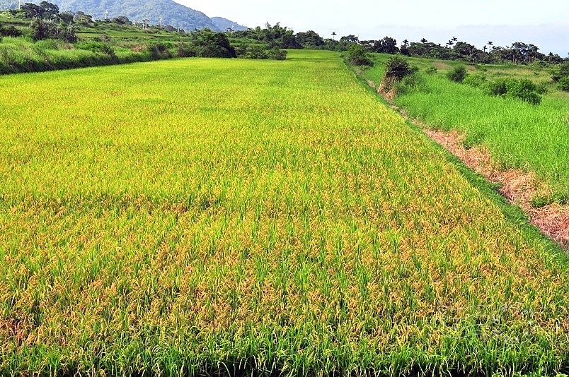 台東長濱忠勇社區稻田