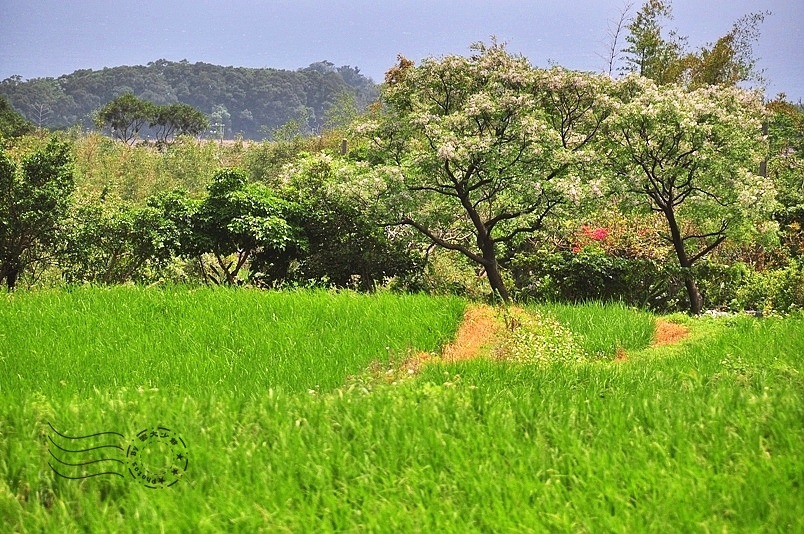 台東長濱金剛大道