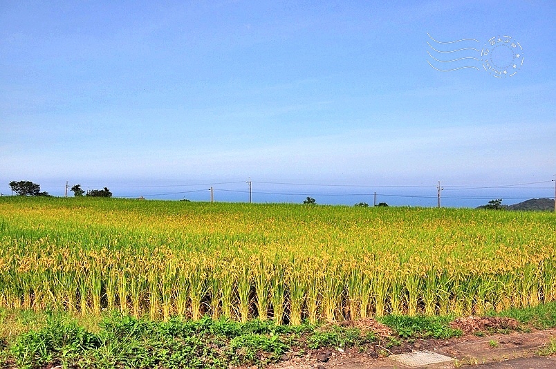 台東長濱金剛山稻田