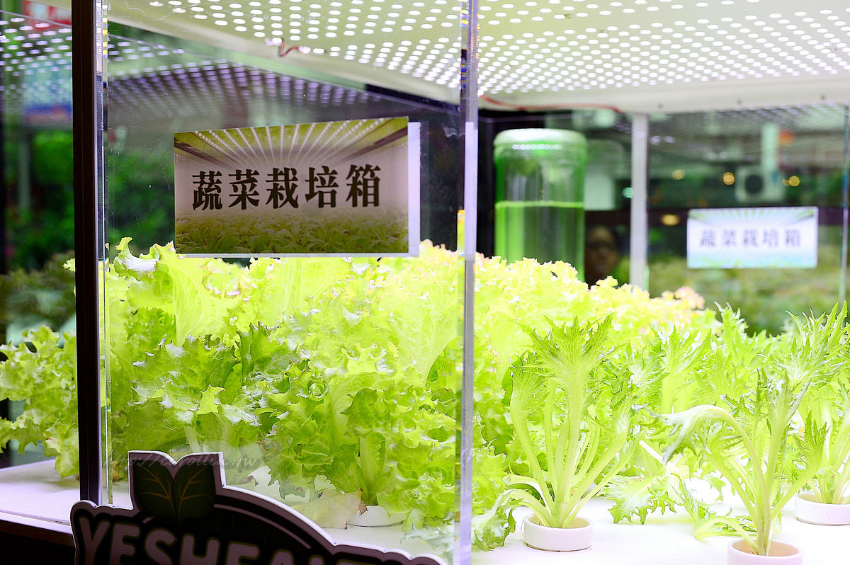 韓老大 韓式烤肉 海鮮九層塔 東區韓式料理餐廳