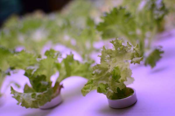 韓老大 韓式燒肉 한으뜸:▌台北 • 韓老大 ▌薇拉小公主追試營運店• 不飛韓國也能吃到首爾奉天海鮮九層塔的台灣版 + 澳洲M9壺漬牛肋肉 +燈泡咕嚕咕嚕飲料