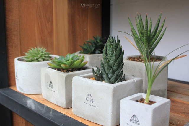 有肉 Succulent & Gift-6