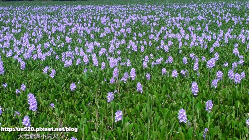 花回2回3最美-021