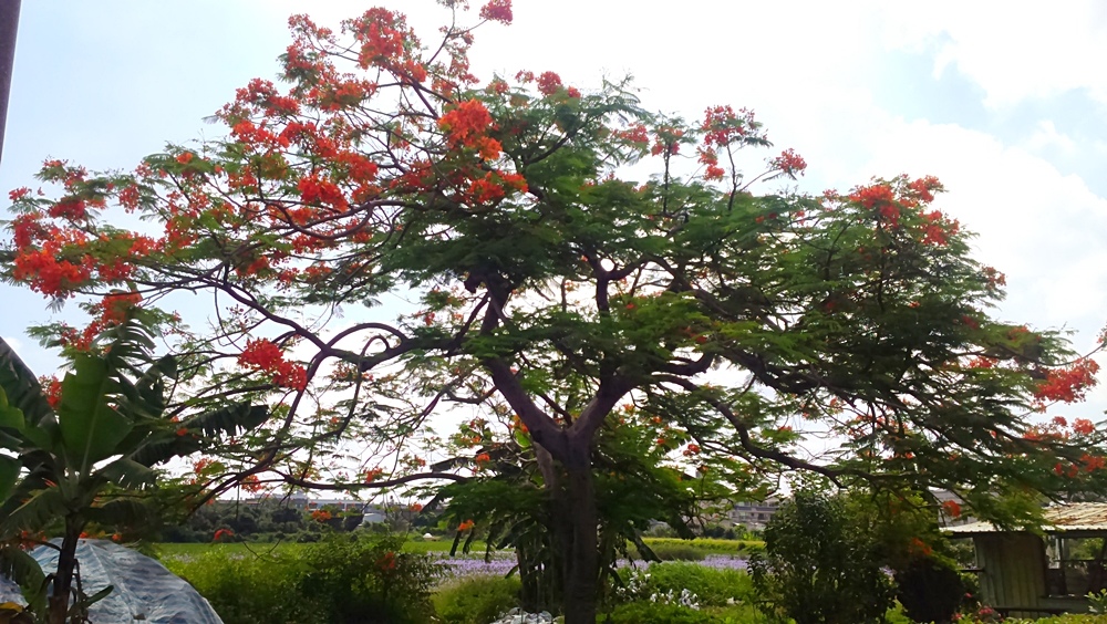 鳳凰花