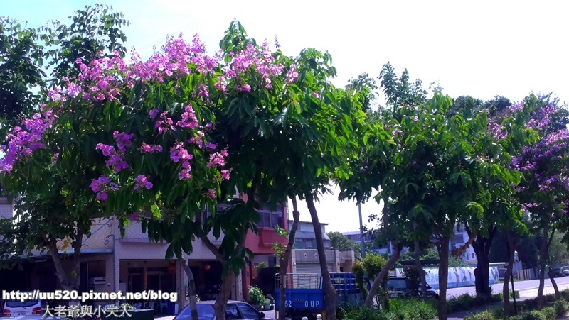 大紫薇花-026