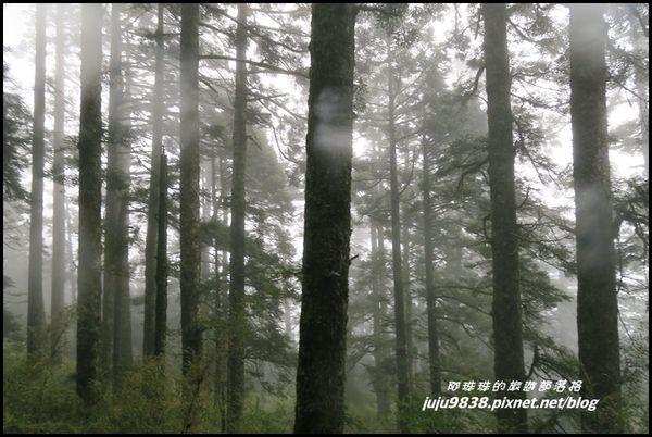 小奇萊步道17.JPG