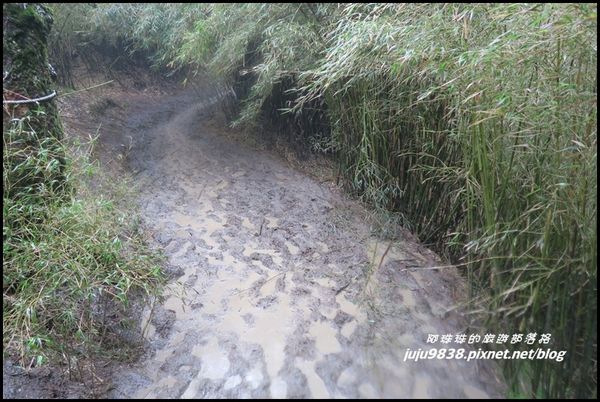 小奇萊步道34.JPG