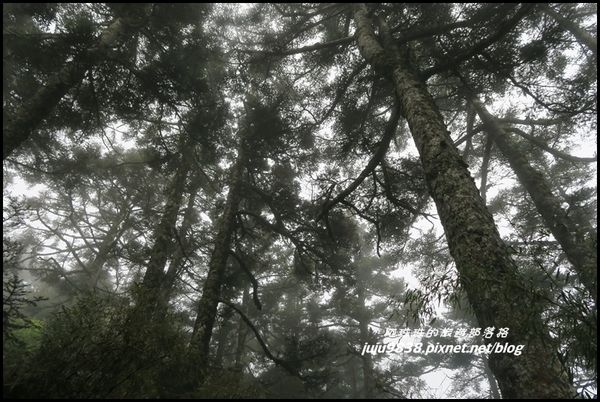 小奇萊步道43.JPG