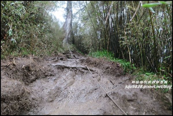 小奇萊步道38.JPG