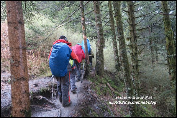 小奇萊步道65.JPG