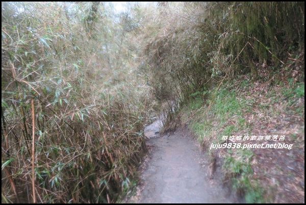 小奇萊步道32.JPG