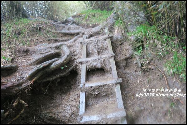 小奇萊步道37.JPG
