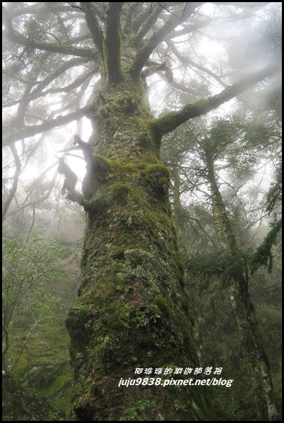 小奇萊步道19.JPG