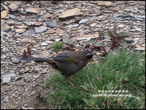 小奇萊步道76.JPG