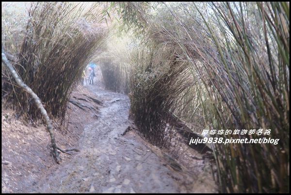 小奇萊步道36.JPG