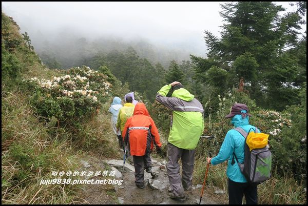 小奇萊步道62.JPG