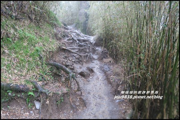 小奇萊步道39.JPG