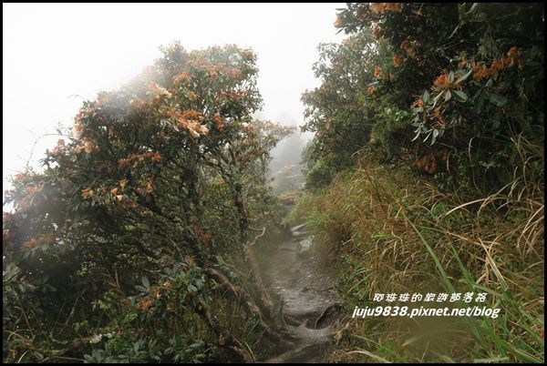 小奇萊步道26.JPG