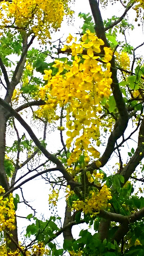 桃園陽明公園:【桃園景點】金色迷戀黃金雨~桃園陽明公園阿勃勒