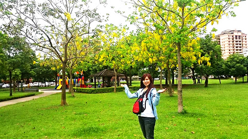 桃園陽明公園:【桃園景點】金色迷戀黃金雨~桃園陽明公園阿勃勒