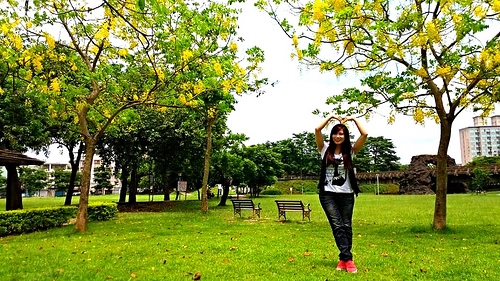 桃園陽明公園:【桃園景點】金色迷戀黃金雨~桃園陽明公園阿勃勒