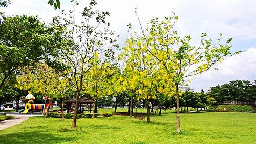 桃園陽明公園:【桃園景點】金色迷戀黃金雨~桃園陽明公園阿勃勒