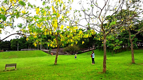 桃園陽明公園：【桃園景點】金色迷戀黃金雨~桃園陽明公園阿勃勒