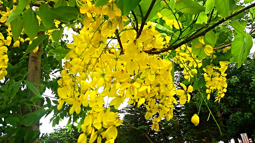 桃園陽明公園:【桃園景點】金色迷戀黃金雨~桃園陽明公園阿勃勒