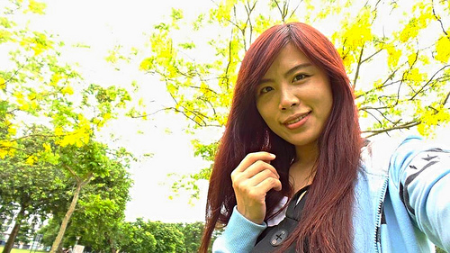 桃園陽明公園：【桃園景點】金色迷戀黃金雨~桃園陽明公園阿勃勒