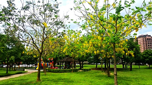 桃園陽明公園:【桃園景點】金色迷戀黃金雨~桃園陽明公園阿勃勒
